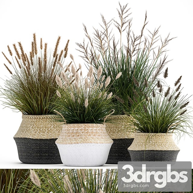 Collection of plants in flower baskets with pampas grass, flowerpot, bush, reed. set 1028.